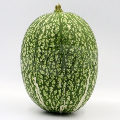 Sharkfin Melon/ Labu Daun Ara